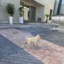 스타카라반 이미지