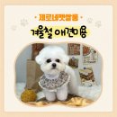 사람과 애견미용 | 복대동 애견미용 제로네펫쌀롱, 말티푸·비숑·푸들 미용 후기 모음