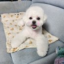 뽀송 애견미용 이미지