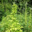 방축농장 이미지