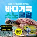 조우투어 | 바다거북🐢스노클링 투어, 두 번 취소 끝에 만난 PADA 투어 솔직 후기 (ft. 드론 인생샷, 니모 포인트)