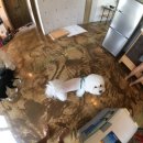 비숑마을펜션 이미지