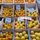 올레하우스 | 몬딱 | 제주 서귀포 매일 올레시장 황금향 하우스 귤 선물용 택배 내돈내산 찐맛집 후기