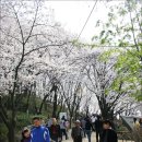 대전 테미공원 - 2008년 4월 6일 이미지