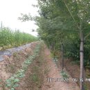 안하농장 이미지