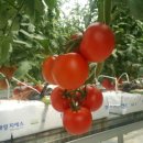 철원군농업기술센터 이미지