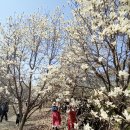목련숲