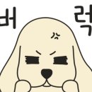 부평 모모 동물병원 이미지