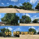 면천초교 | 충남 당진 가볼만한곳 면천 은행나무 국가유산스탬프투어 175th 면천서문콩국수