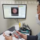 강아지분양 애견입양 아이러브독 수원점 말티푸미니비숑포메 이미지