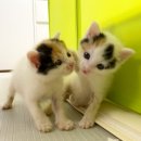 돈데기리 이미지