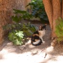 어느날그루밍 이미지