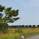 대산문화체육공원(야구장) 이미지