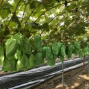 럭키농장 이미지