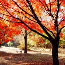 보문산 산책길 이미지