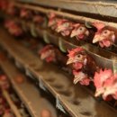 성인축산 이미지