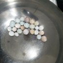 반려동물 토탈 케어 이미지