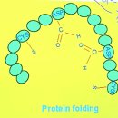 생명현상 '단백질 구조 folding' --＞ 내재적 무질서 단백질 Intrinsically Disordered Protein 이미지