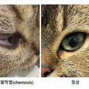 도곡 치유 동물병원 이미지