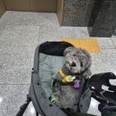 룰루랄라 애견미용실 이미지