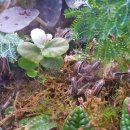 비바리움매니아 이미지