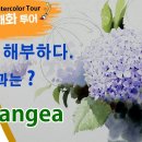 신종식 수국(Hydrangea) 수채화 이미지