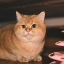 참동물의료센터 이미지