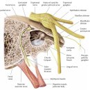 내이신경(청신경, vestibulocochlear nerve)에 대하여 이미지