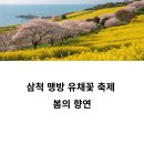 삼척 맹방 유채꽃축제 후기: 해변 따라 걷는 노란꽃길 여행