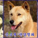 백구 이미지