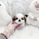 드림독 강아지 고양이 안심분양센터 시흥점 | 시흥강아지분양 시츄분양 후기