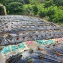 대박기원농장 이미지