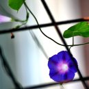 김삿갓식당 이미지