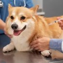 데려가개 이미지