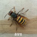 꿀벌의 천적 말벌 관찰기3 이미지