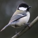 새들의 아침 이미지