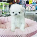 The 쇼독 이미지