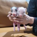 수원-0980 이미지