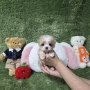 정읍사랑병원자판기 | 정읍 강아지분양 후기 말티푸 분양가부터 건강검진까지 확인했어요