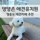 루이유치원 | 영종도 댕댕존 애견유치원 루이의 인생 첫 애견유치원 방문기