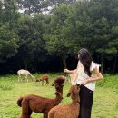 알파카 | [제주] 도치돌 알파카 목장 커플 데이트 후기🦙🦙
