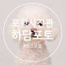 포항종합상사 | 포항 스튜디오 추천 하담포토 펫프로필 촬영후기