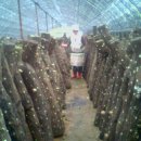 산골버섯 이미지