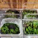 들녘쌈밥 이미지