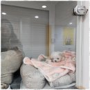 메가펫 애견호텔 이미지