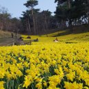 ♡운산 유기방 수선화(水仙花) (20180331) 이미지