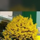 이 나무 종류 아시는 분? (이름) 이미지