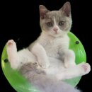 고양이분양 꽃개와 꽃냥 인천 청라점 이미지