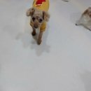 니니 애견 미용실 이미지