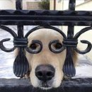 유어짐 가락 이미지